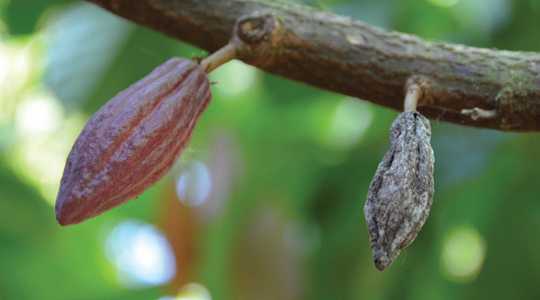 Reducing Cherelle Wilt in Cocoa