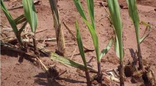 Sugarcane Soil and Water Management