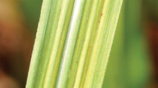 Preventing Pale Stripes on Sugarcane Leaves and Crop Nutrition