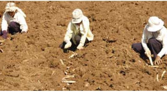 Agronomic Principles for Sugarcane