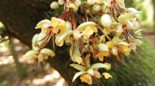 Cocoa Agronomic Principles