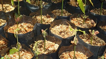 Young cocoa plants in nursery