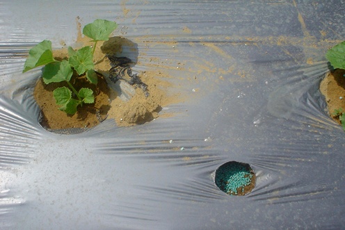 Fertilizer should not be placed against the base of the plant.
