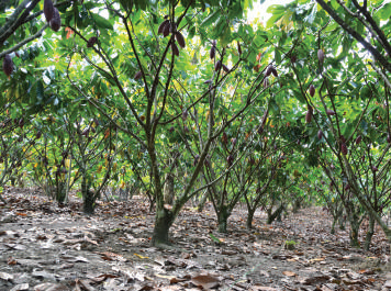 Pruning allows light into the canopy
