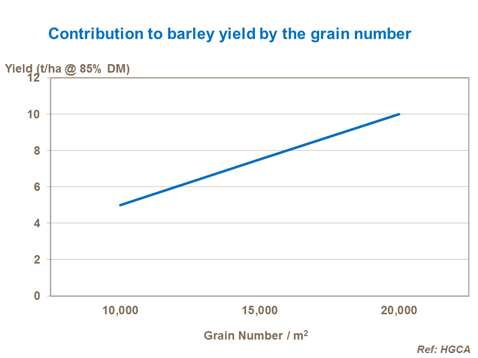 Contribution to barley yield by the grain number