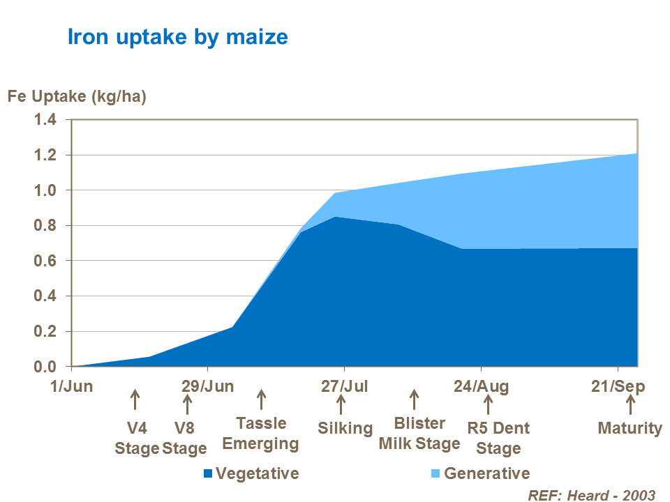 Iron uptake in maize by growth stage