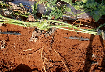 Well-drained soils are essential for strong root development.