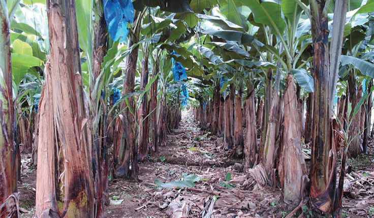 Banana crop
