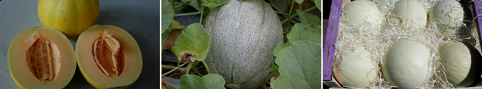 Cantaloupe (left), Muskmelon (middle), Honey Dew (right).