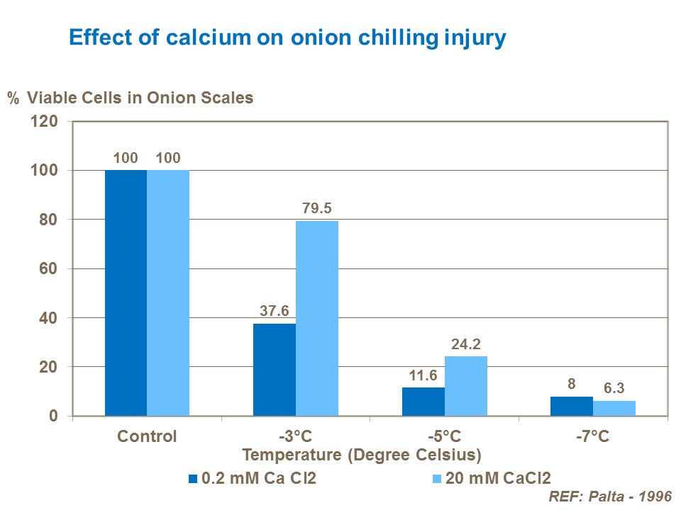 Effect of calcium on onion chilling injury