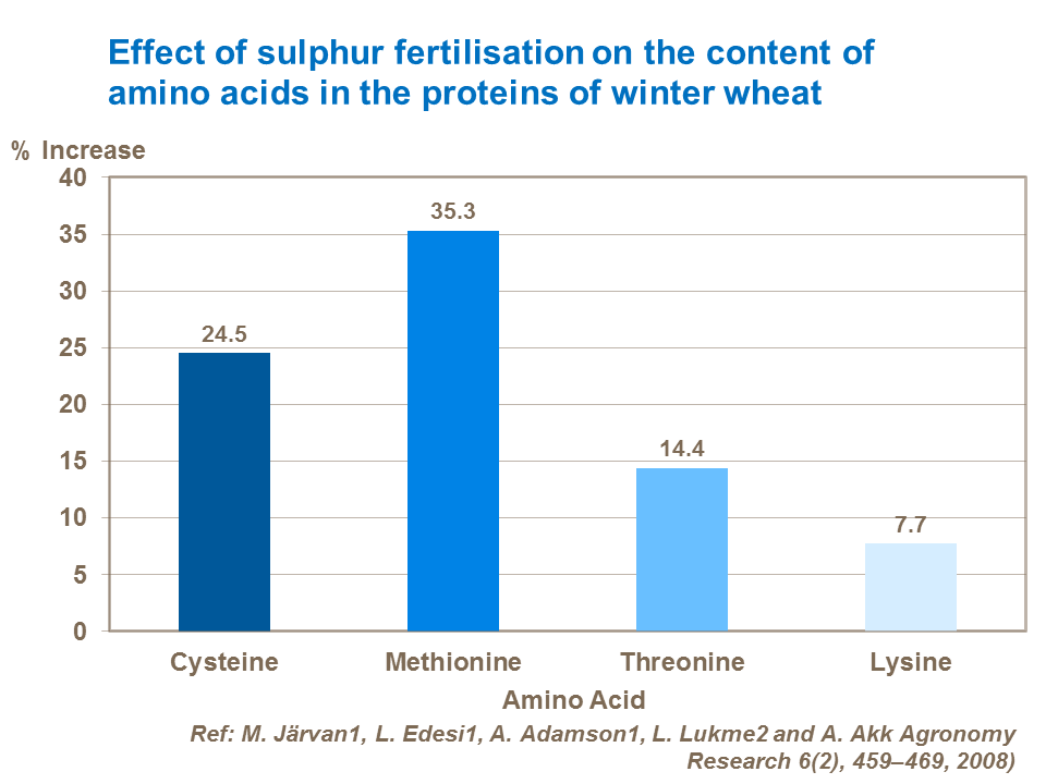 Effect of sulphur fertilisation on the content of amino acids in the proteins of winter wheat