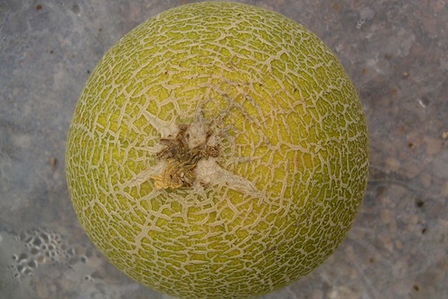 Stems break partially free as the melon matures.