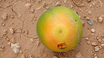 Fruit fly larvae damage peel and cause uneven ripening