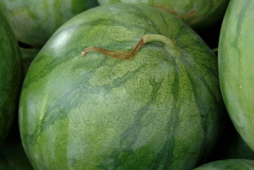 Tendrils on mature watermelons wilt and turn brown.