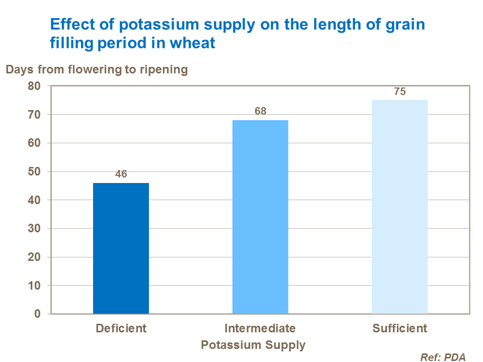 Effect of potassium supply on the length of grain filling period in wheat