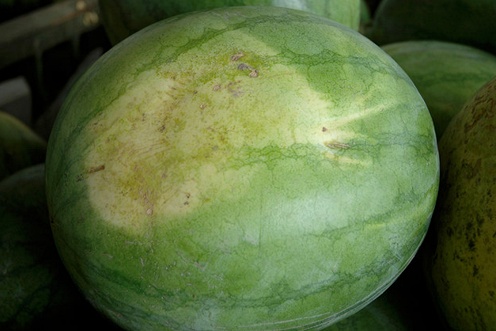 Mature watermelons are slightly yellow underneath.