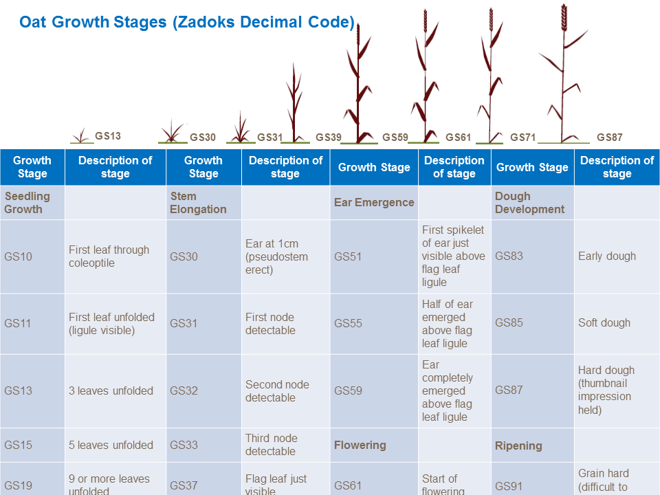 oat growth stages
