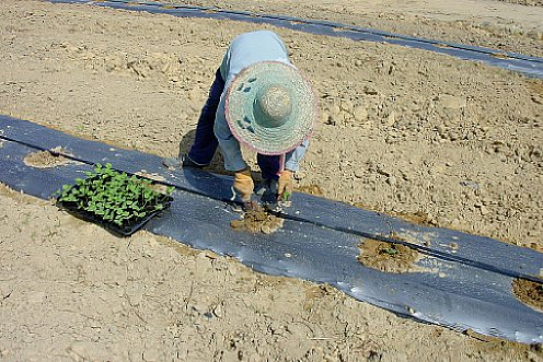 Transplanting seedlings.