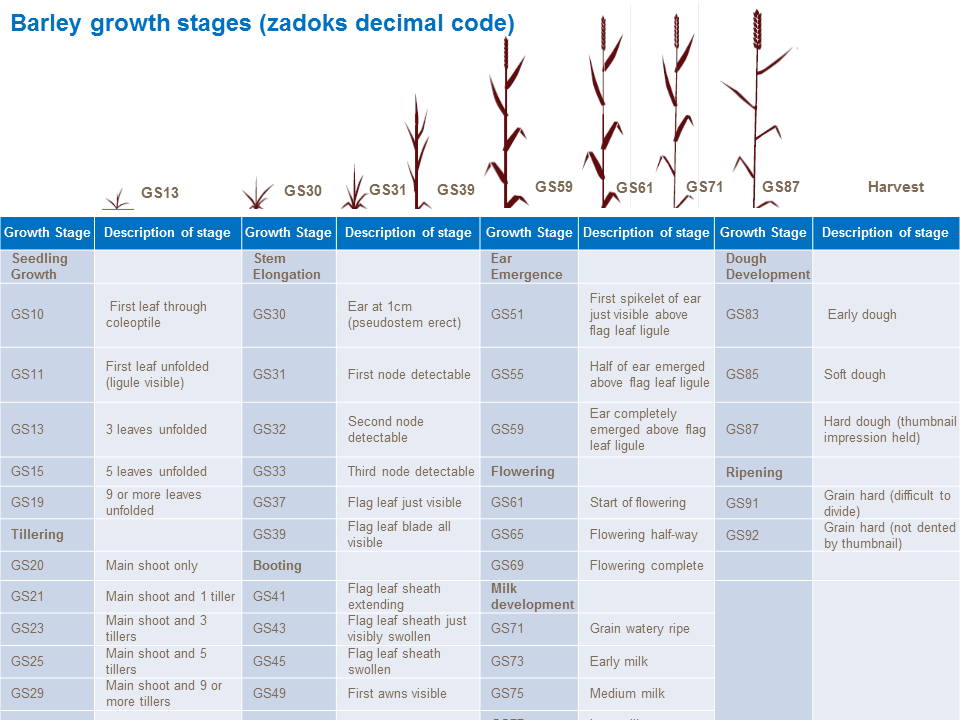 Barley growth stages