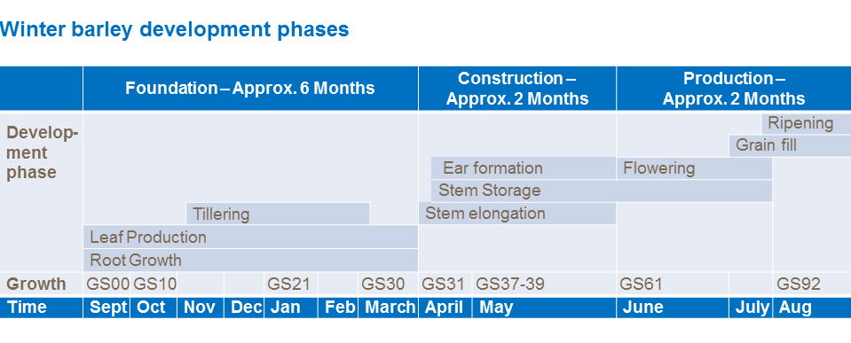 Winter barley development phases