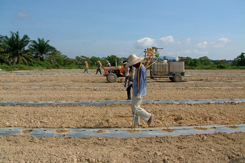 Liquid fertilizer boosts seeding development.