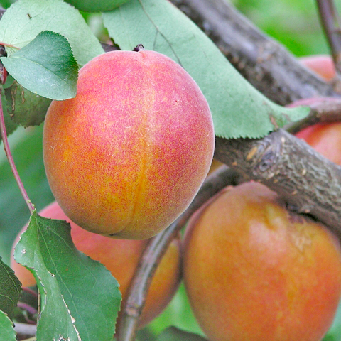 Apricots